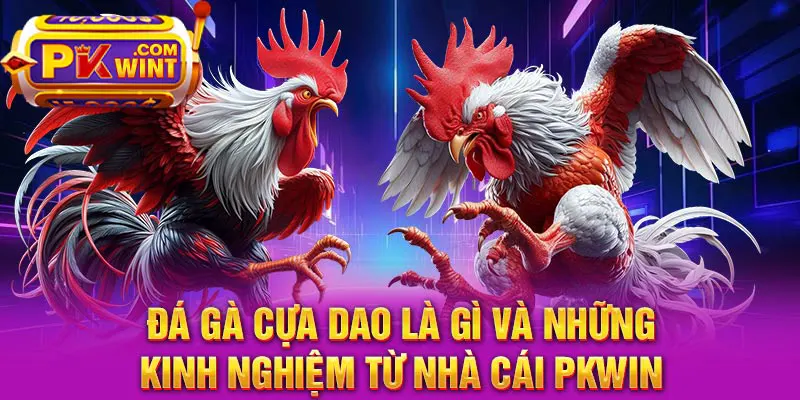 Đá Gà Cựa Dao Là Gì Và Những Kinh Nghiệm Từ Nhà Cái PKWIN