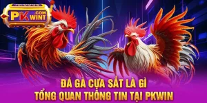 Đá Gà Cựa Sắt Là Gì - Tổng Quan Thông Tin Tại PKWIN
