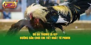 Đá Gà Thomo Là Gì? - Hướng Dẫn Chơi Chi Tiết Nhất Từ PKWIN
