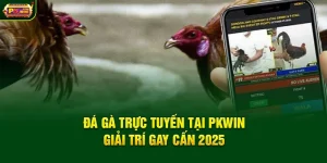 Đá Gà Trực Tuyến Tại PKWin - Giải Trí Gay Cấn 2025